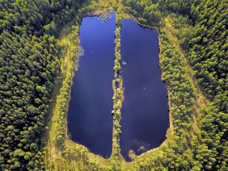 Галкинское болото (Калужская область)