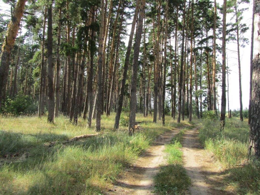 Урочище Сосновый лес Липецк