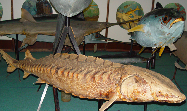 Музей морского рыбного хозяйства (Калининград)