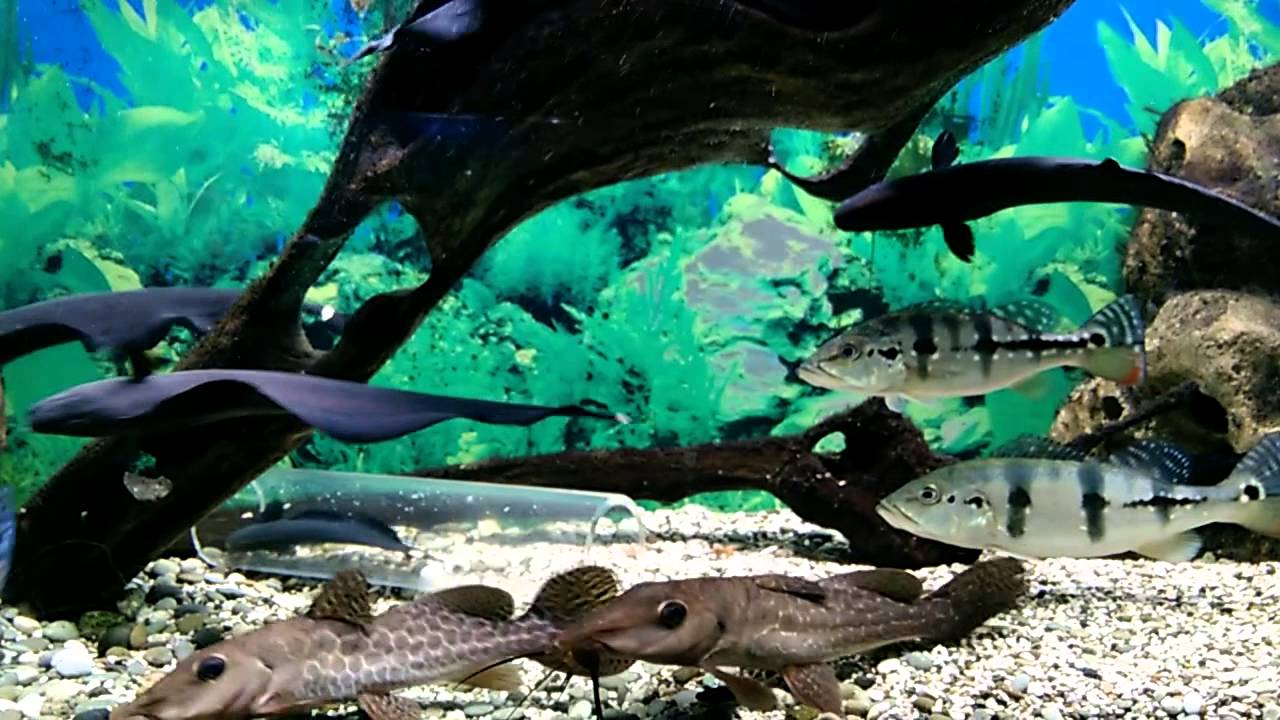 Алуштинский аквариум (Алушта)