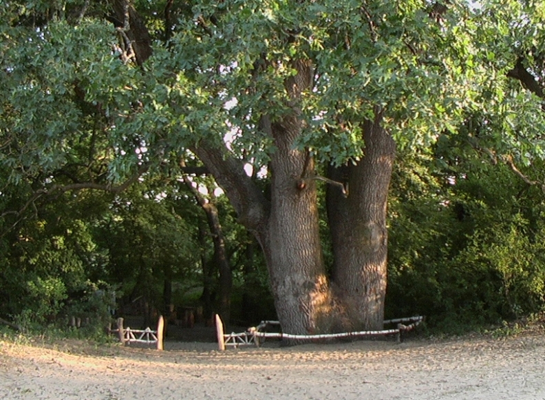 Древний дуб (Вёшенская)