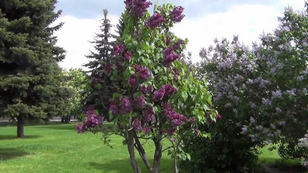 Сиреневый сад (Москва)