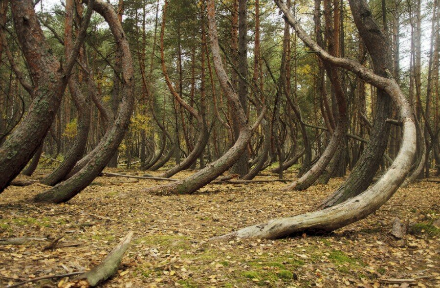 Танцующий лес (Рязанская область)