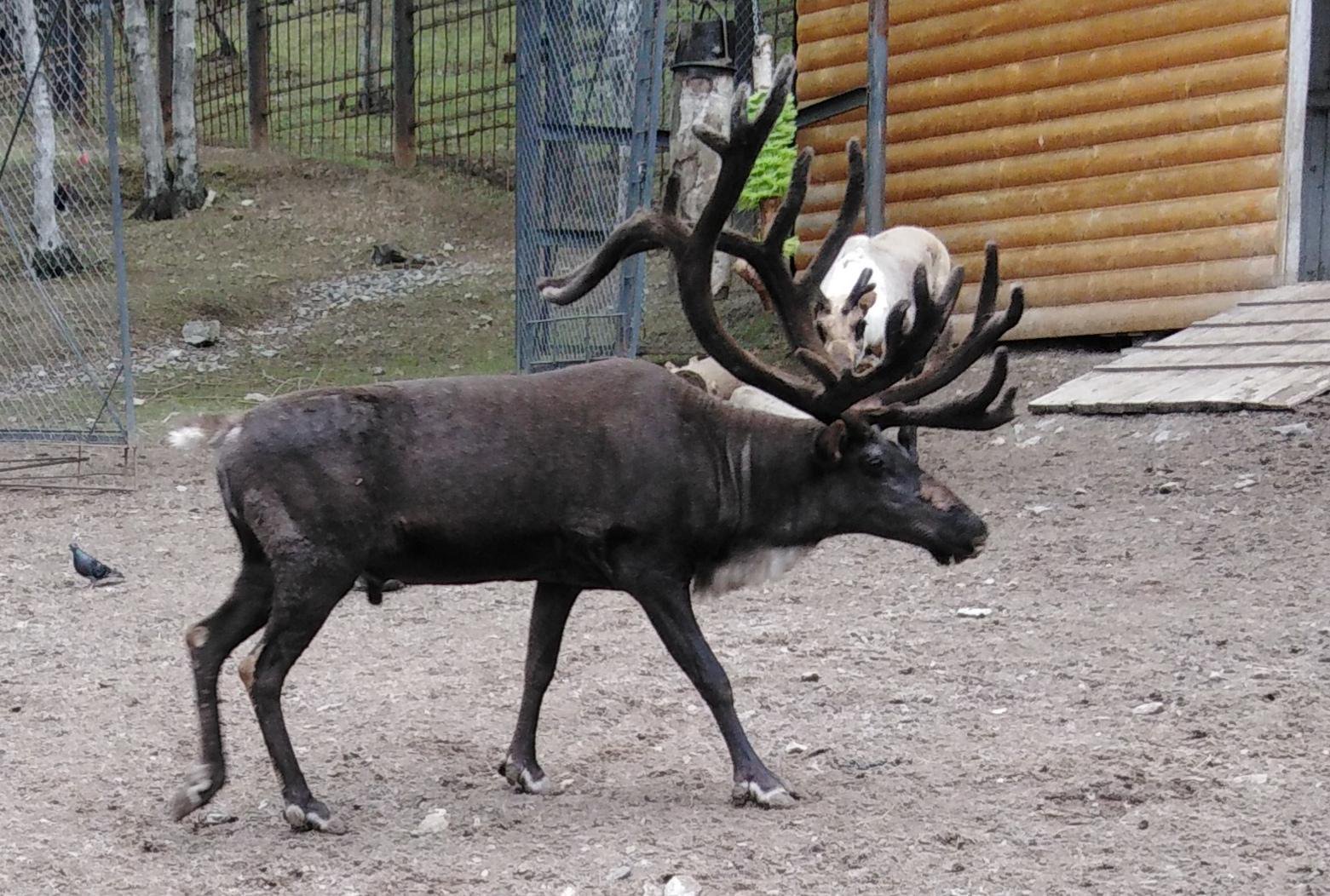 Сахалинский зооботанический парк (Южно-Сахалинск)