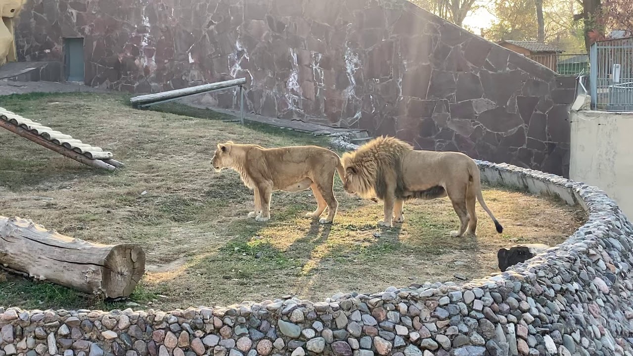 Алматинский зоопарк (Алма-Ата)