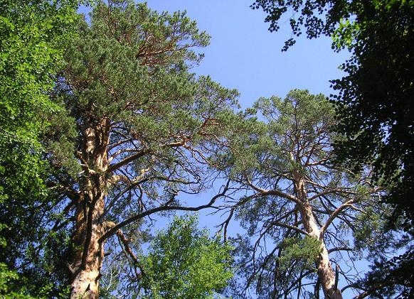 Дерево любви (200-летняя сосна) (Макарьев)
