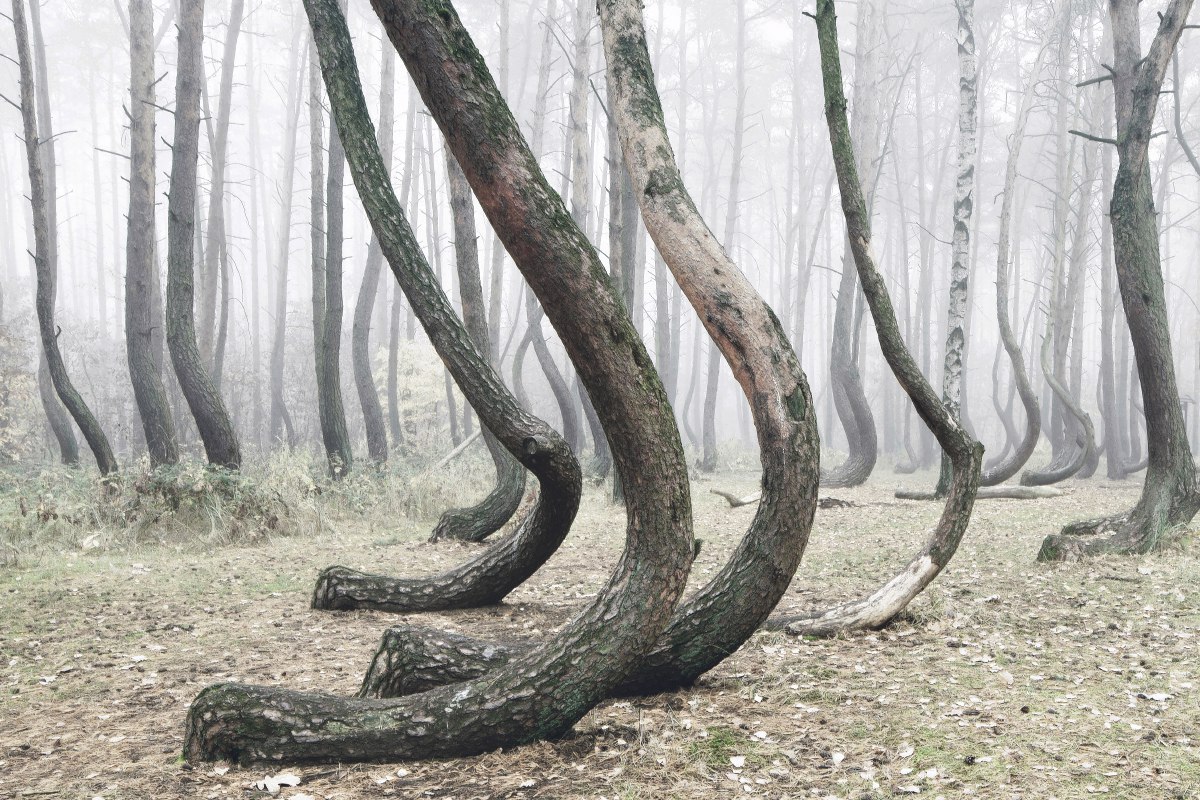 Танцующий лес на Куршской косе (Калининградская область)