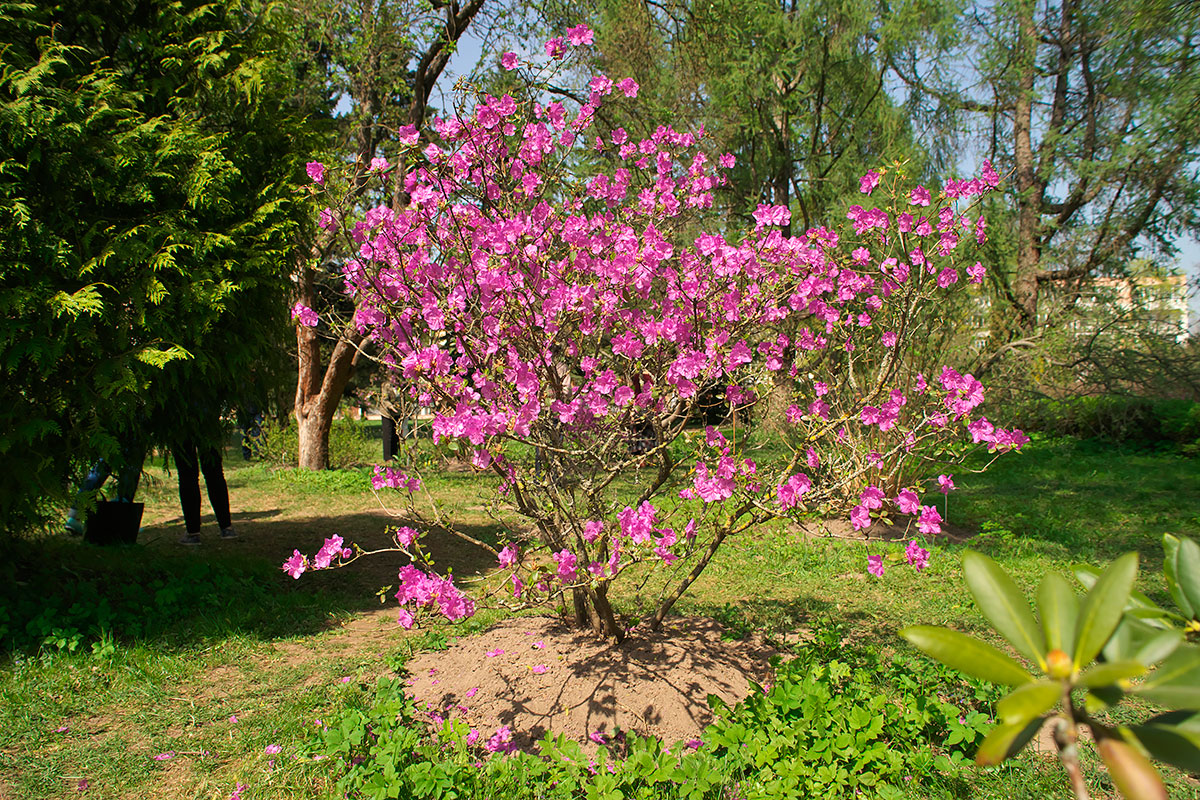 Ботанический сад (Витебск)