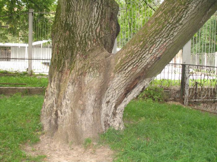 Многолетний дуб (Калуга)