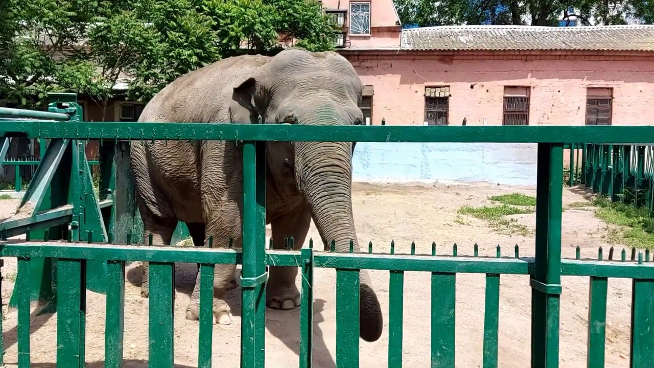 Одесский зоопарк (Одесса)